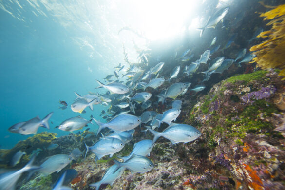 The Poor Knights Islands Marine Reserve is an outstanding example of what can happen within a marine reserve.