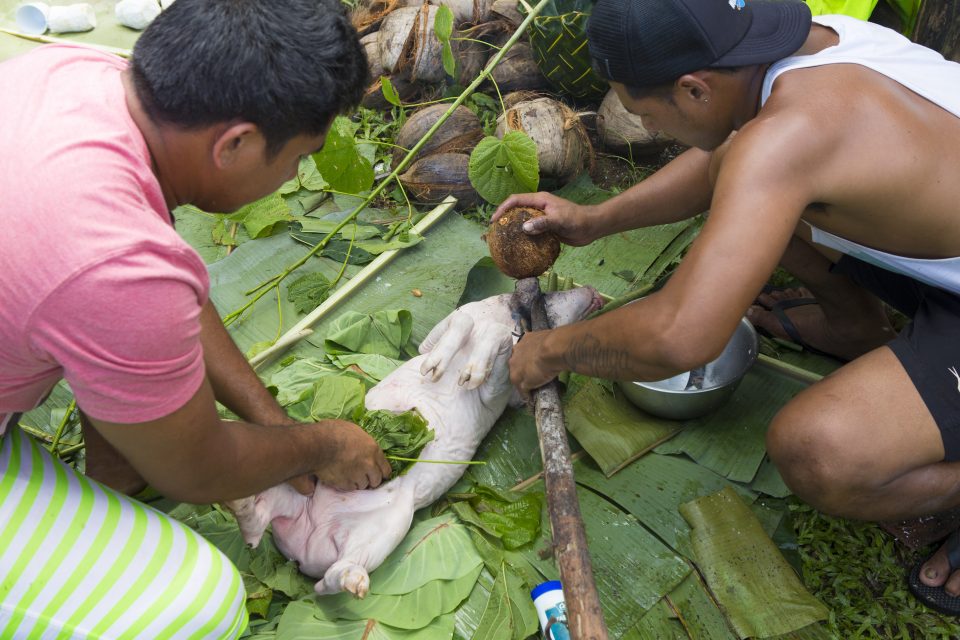 A tasty pig being prepared for the umu, earth oven, a bit like a Hangi, and such a good part of Samoan custom. Photo: Derek Morrison