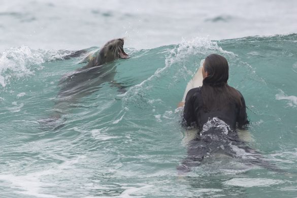 Doris, a young female sea lion (Phocarctos hookeri), shows Taya Morrison her teeth.