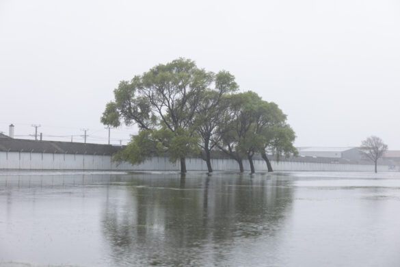 Trees in Bathgate Park underwater. Photo: Derek Morrison